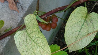 IMGP0614.jpg