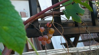 IMGP0615.jpg