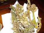 IMGP0155.jpg