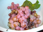 IMGP1017.jpg
