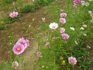 IMGP3527.jpg